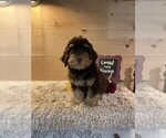 Small #2 Mini Whoodle (Wheaten Terrier/Miniature Poodle)