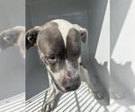 Small American Pit Bull Terrier