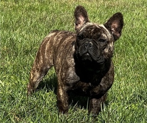 French Bulldog Puppy for sale in SHELBYVILLE, KY, USA