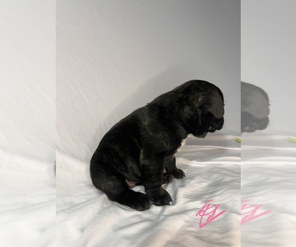 Medium Photo #6 French Bulldog Puppy For Sale in JOLIET, IL, USA