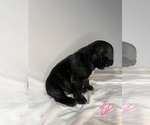 Small #5 French Bulldog