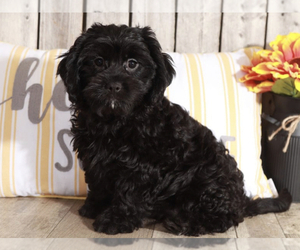 Cavapoo Puppy for sale in MOUNT VERNON, OH, USA
