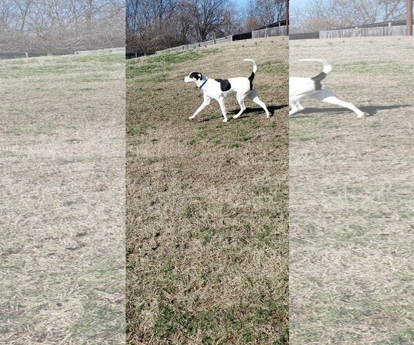 Medium Photo #2 Huskies -Unknown Mix Puppy For Sale in Bardstown, KY, USA