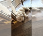 Small #12 Labradoodle
