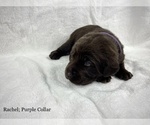 Small Photo #3 Labrador Retriever Puppy For Sale in ACWORTH, GA, USA