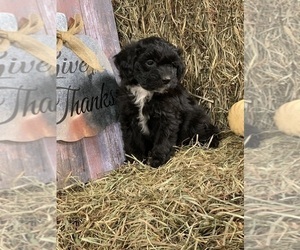Aussiedoodle Miniature  Puppy for sale in CHARLESTON, WV, USA