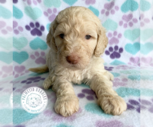 Goldendoodle Puppy for sale in PAULINE, SC, USA