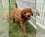 Small #9 Goldendoodle (Miniature)