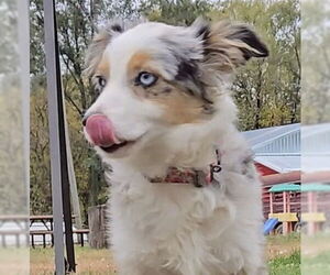 Australian Shepherd Dogs for adoption in Brooklyn Center, MN, USA