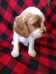 Small Photo #3 Cocker Spaniel Puppy For Sale in ATKINSONS MILLS, PA, USA