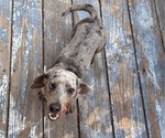 Small Photo #1 Doxiepoo (Standard) Puppy For Sale in BLMGTN, IN, USA