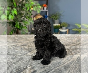 YorkiePoo Puppy for sale in GREENWOOD, IN, USA