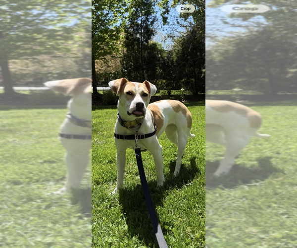 Medium Photo #14 Labrador Retriever-Unknown Mix Puppy For Sale in Elmsford, NY, USA