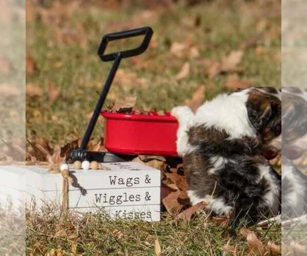 Medium Photo #3 Bernedoodle (Miniature) Puppy For Sale in PRAIRIE VIEW, KS, USA