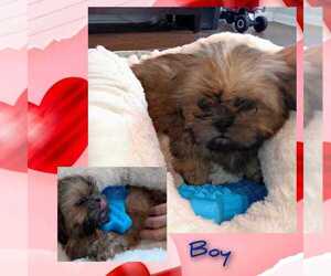 Shih Tzu Puppy for sale in JERSEY VILLAGE, TX, USA