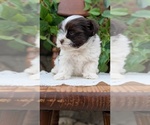Small Photo #68 Havanese Puppy For Sale in GOSHEN, IN, USA