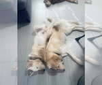 Small Photo #1 English Cream Golden Retriever Puppy For Sale in YUMA, AZ, USA