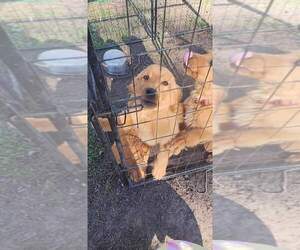 Golden Retriever Puppy for sale in DAVISBORO, GA, USA