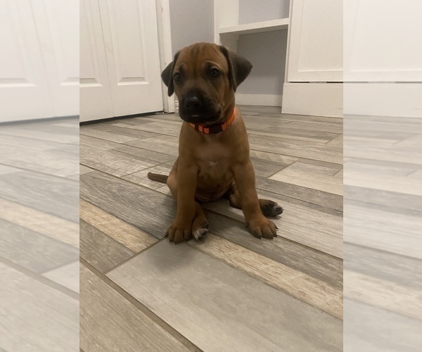 Medium Photo #7 Rhodesian Ridgeback Puppy For Sale in KELLER, TX, USA