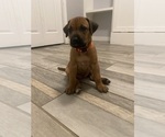 Small Photo #7 Rhodesian Ridgeback Puppy For Sale in KELLER, TX, USA