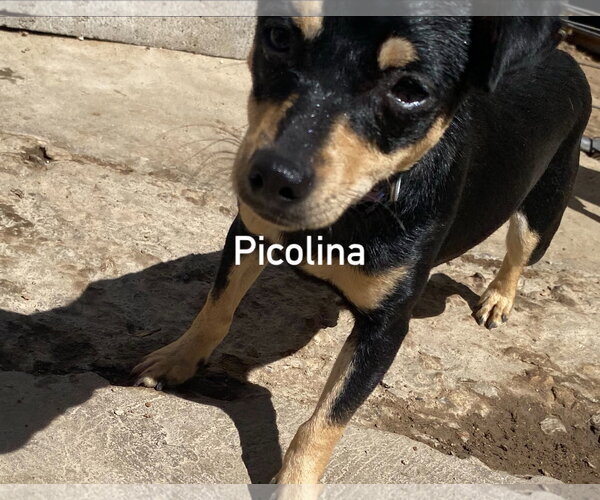 Medium Photo #4 Chiweenie Puppy For Sale in Seattle, WA, USA