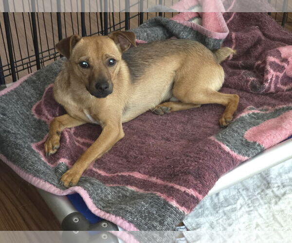 Medium Photo #10 Mutt Puppy For Sale in Arlington, WA, USA