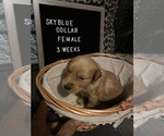 Small Photo #8 Golden Retriever Puppy For Sale in SAN BERNARDINO, CA, USA