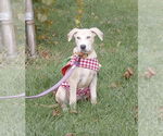 Small Photo #1 Labrador Retriever-Unknown Mix Puppy For Sale in Germantown, OH, USA