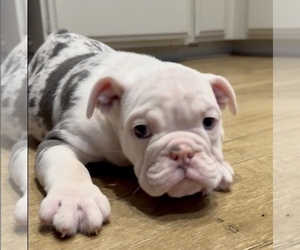 English Bulldog Puppy for sale in DALLAS, TX, USA