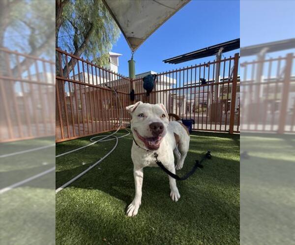 Medium Photo #2 Mutt Puppy For Sale in Las Vegas, NV, USA