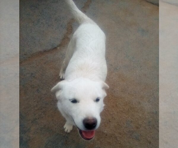 Medium Photo #12 Mutt Puppy For Sale in Apple Valley, CA, USA