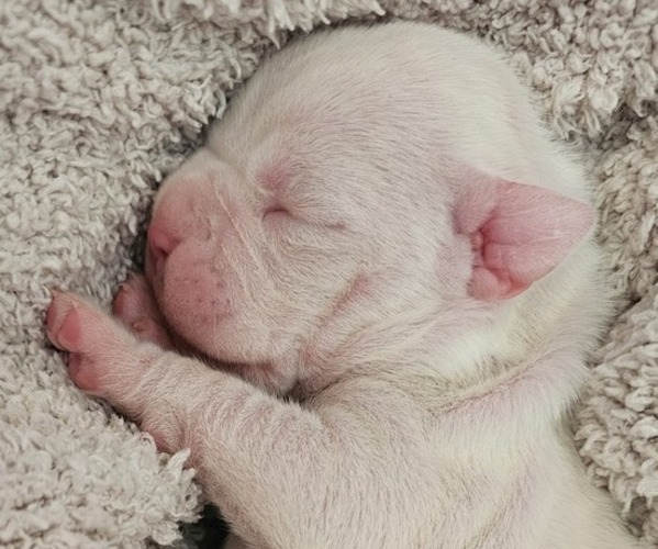 Medium Photo #1 Boxer Puppy For Sale in COMMERCE CITY, CO, USA