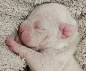 Boxer Puppy for sale in COMMERCE CITY, CO, USA