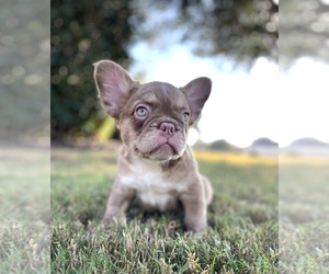 French Bulldog Puppy for Sale in KATY, Texas USA