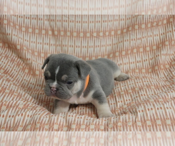 Medium Photo #2 French Bulldog Puppy For Sale in MANCHESTER, MI, USA