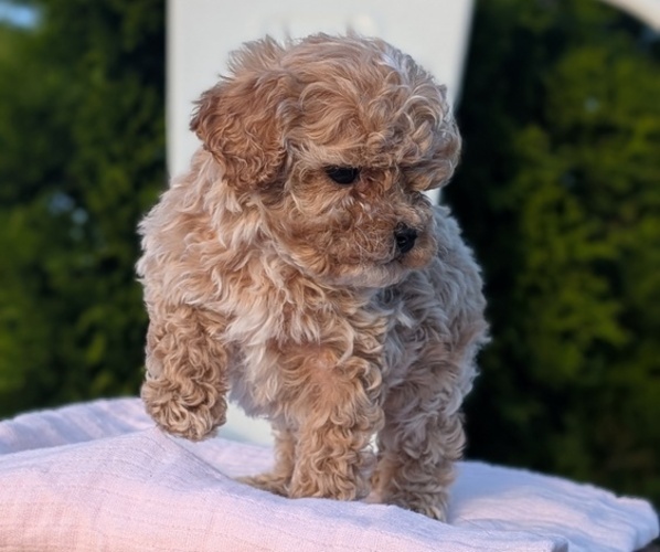 Medium Photo #9 Cavapoo (Miniature) Puppy For Sale in GOSHEN, IN, USA