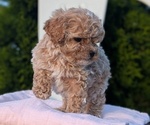 Small #8 Cavapoo (Miniature)