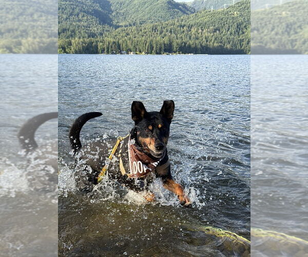 Medium Photo #3 Mutt Puppy For Sale in Bellingham, WA, USA
