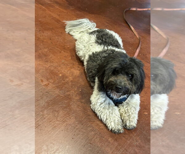 Medium Photo #2 Coton de Tulear Puppy For Sale in San Diego , CA, USA