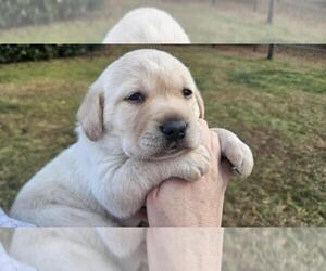 Labrador Retriever Puppy for sale in BEDFORD, VA, USA