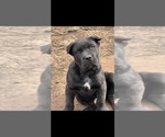 Small #6 Cane Corso