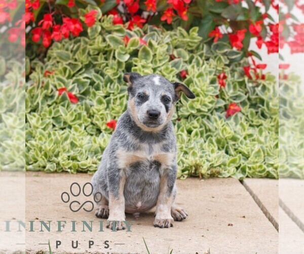 Medium Photo #1 Australian Cattle Dog Puppy For Sale in ATGLEN, PA, USA