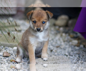 Medium Pomsky