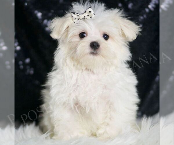 Medium Photo #1 Maltese Puppy For Sale in WARSAW, IN, USA