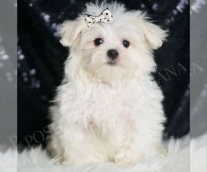 Maltese Puppy for sale in WARSAW, IN, USA