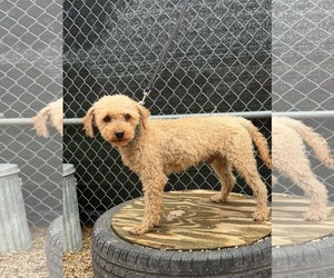 Sharkleberry Fin - Male Poodle (Miniature) Dog for Adoption - Photo #3