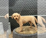 Small Photo #3 Poodle (Miniature) Puppy For Sale in Mukwonago, WI, USA