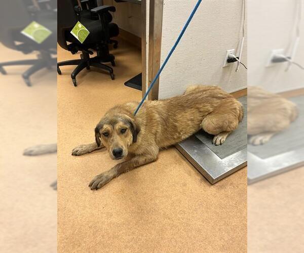 Medium Photo #1 Anatolian Shepherd-Unknown Mix Puppy For Sale in Martinez, CA, USA