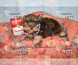 Schnauzer (Miniature) Puppy for sale in SANGER, TX, USA