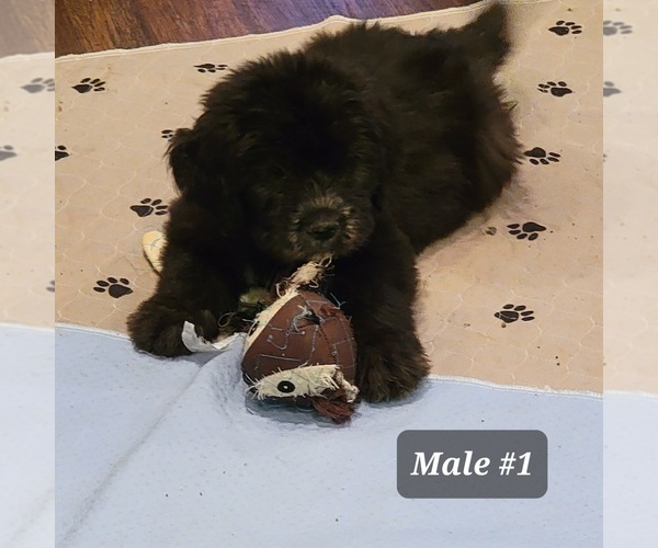 Medium Photo #2 Saint Berdoodle Puppy For Sale in BERESFORD, SD, USA